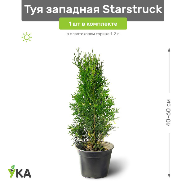 Туя западная Starstruck (Старструк) 40-60 см в пластиковом горшке 1-2 л ...