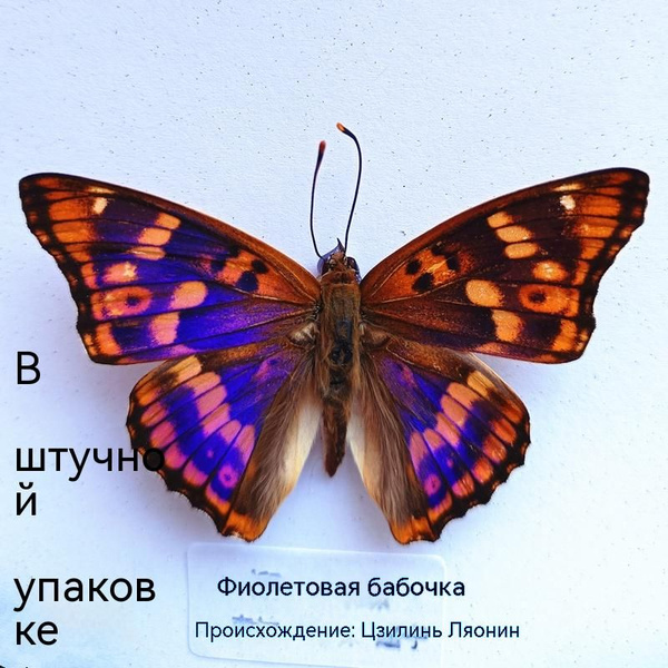 Настоящий образец бабочки в прозрачном боксе,14 - купить с доставкой по ...