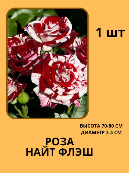 Клубни купить по выгодной цене в интернет-магазине OZON (1215897685)