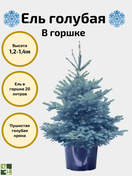 Голубая ель в горшке. 120-140 см - купить с доставкой по выгодным ценам ...