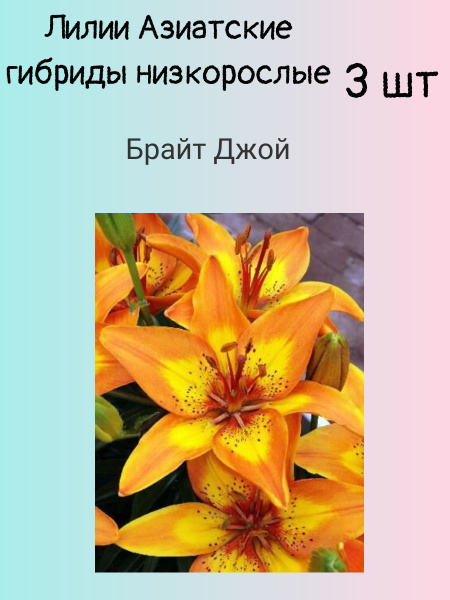 Луковицы Лилии купить по выгодной цене в интернет-магазине OZON ...