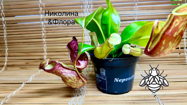 Непентес Николина&Флора Непентес Гая 9 см, 9 дм, 1 шт - купить по ...