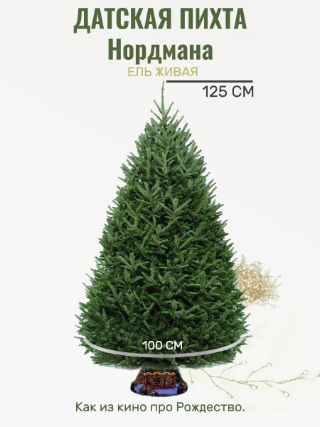 Елка живая датская/Пихта Нордмана Premium 100-125 см - купить с ...