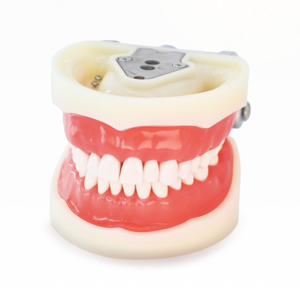 Модель стоматологическая/Челюсть учебная со съемными зубами - купить с ...