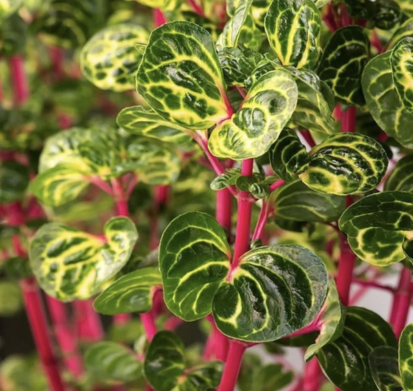 Ирезине - купить с доставкой по выгодным ценам в интернет-магазине OZON ...