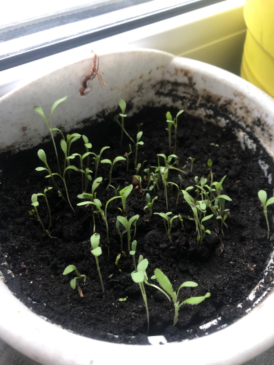 маттиола ночная фиалка рассада. маттиола двурогая выращивание из семян рассадой. маттиола двурогая выращивание из семян рассадой. маттиола двурогая выращивание из семян рассадой. маттиола двурогая рассада.