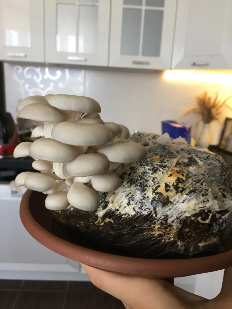 Домашняя грибница: реально ли вырастить грибы дома?