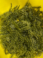 Морской виноград пищевой Уми Будо 100 гр #5, Глазова Ю.