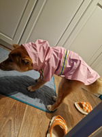 Дождевик для собак одежда для животных #2, Злата О.