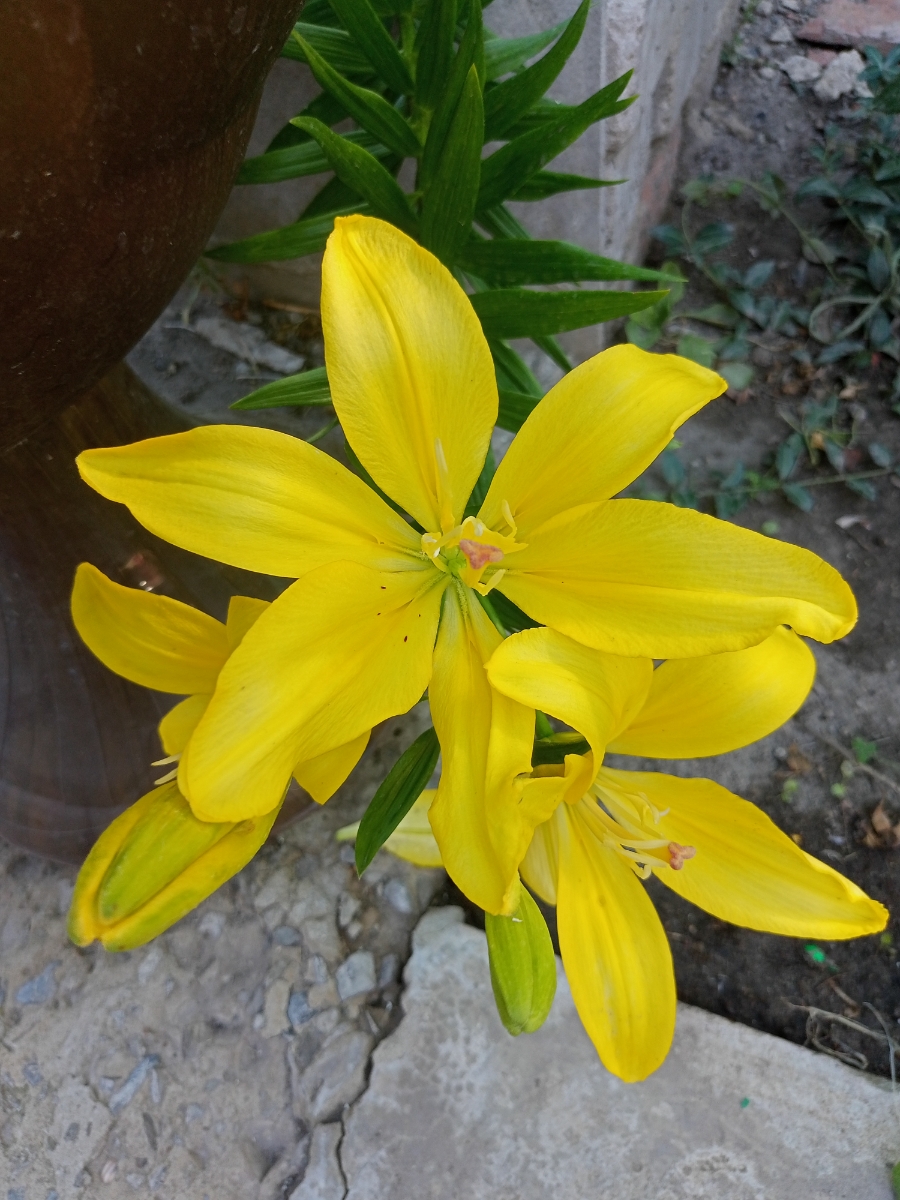 Коубни все хорошие пришли, 5 штук. Большие ростки были и кривые, поэтому в этом году лилии кривые, некоторые уже зацвели. Но это нисколько не минус, на следующей год будут ровные и дадут деток