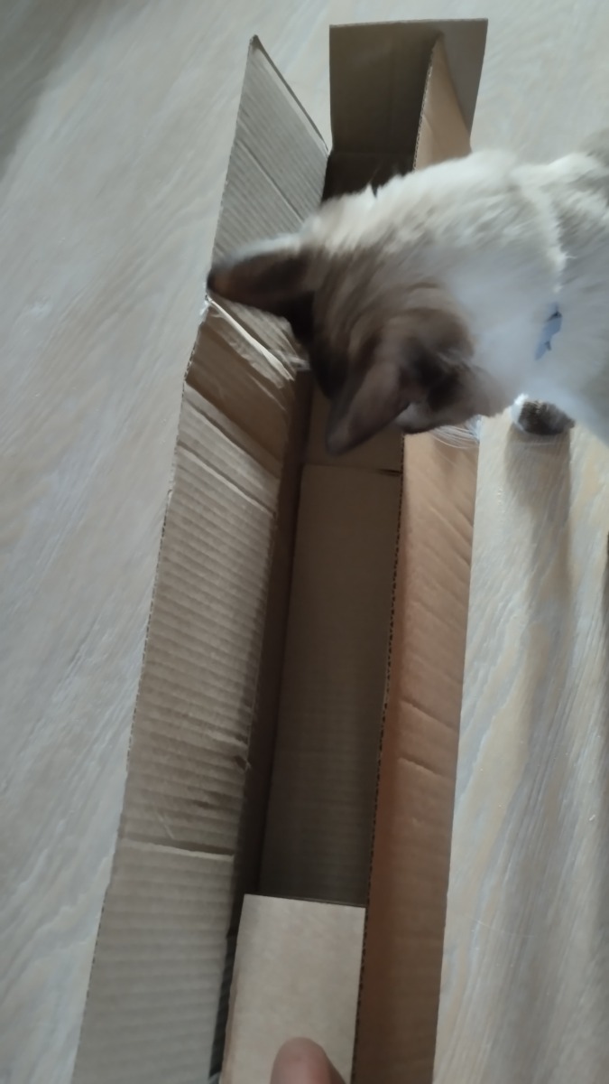 Растения были упакованы в коробку, луковицы - в пакет с землей. Луковицы с корнями и стеблями, живые. Был также листок с рекомендациями по посадке. Возможно некоторые луковицы смогут зацвести в этом году после посадки в грунт, посмотрим. К сожалению, у 2 стеблей верхушки обломаны. Пока прикопала в цветочный горшок.