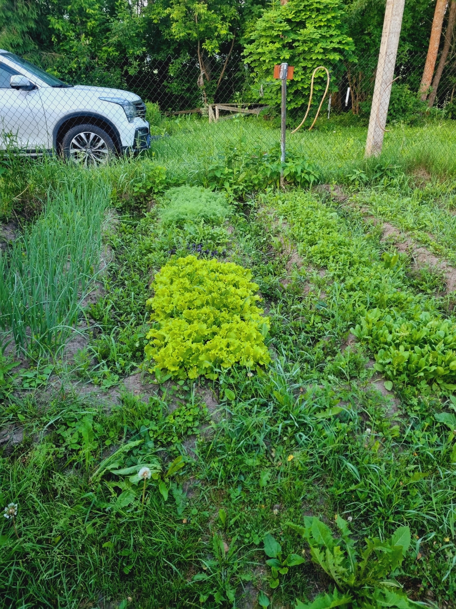 Отличное качество все проросло.