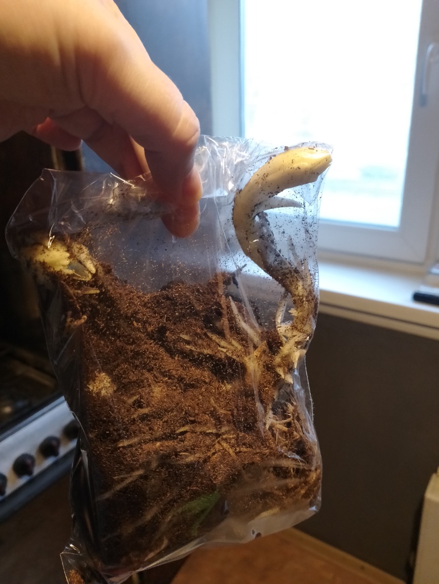 Огромные жирные растки.