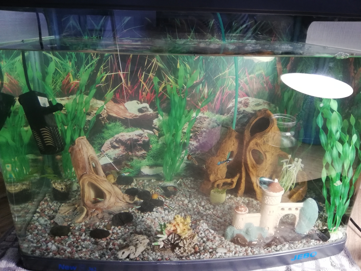 Из чего сделать перегородку в аквариуме для мальков