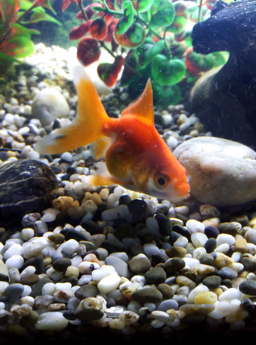 Gold goldfish terraria фото 108