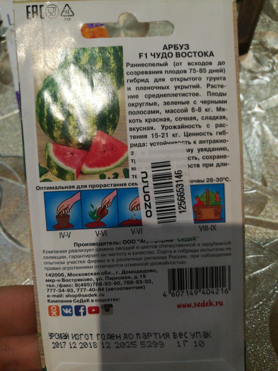 Сорта арбузов для сибири. Квадратный арбуз фото. Квадратные арбузы в японии. Арбуз чудо ягода желтый. Воспользуйтесь текстом чудо арбузы.