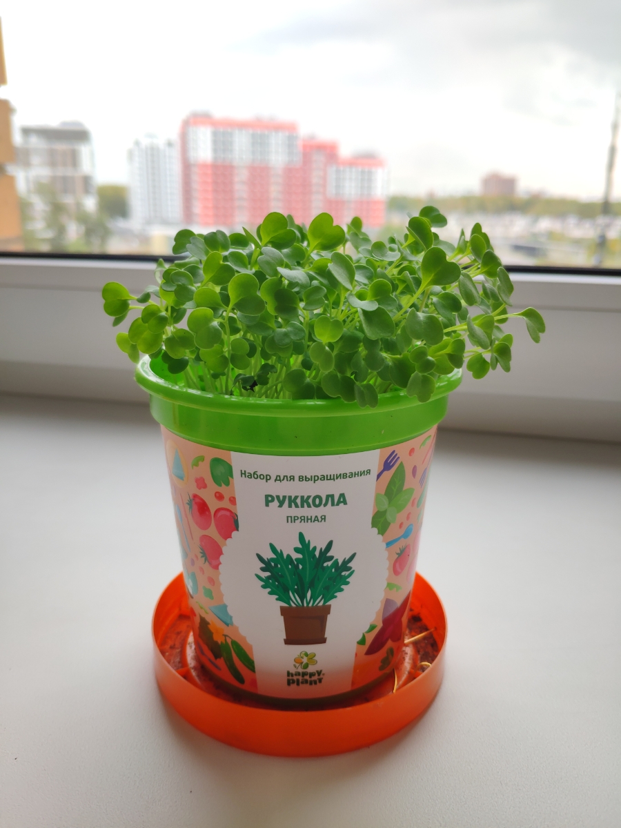 Руккола Happy Plant горшок